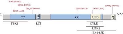 Optineurin Functions for Optimal Immunity